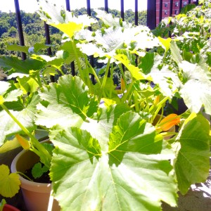 Ahhh little yellow zucchini is lovely in salads, stews or pickled. Look at the size of those leaves! They're the size of an adult hand, and do you see the yellow bloom in the background? A great addition to a balcony/patio